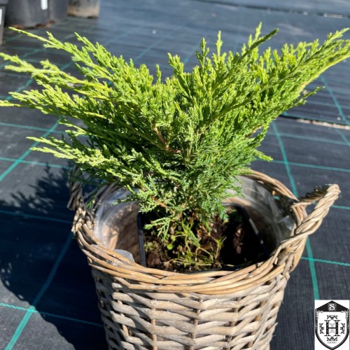 Juniperus horizontalis 'Andorra Compact' - Roomav kadakas 'Andorra Compact' C2/2L